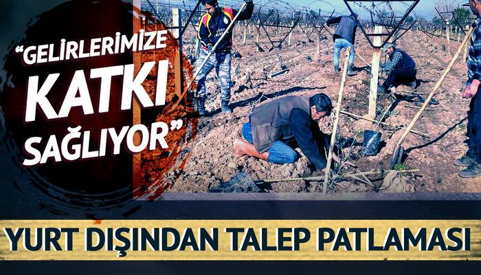 Maliyeti daha düşük olduğu için yeni gözde haline geldi! Yurt dışından talep patlaması var: 